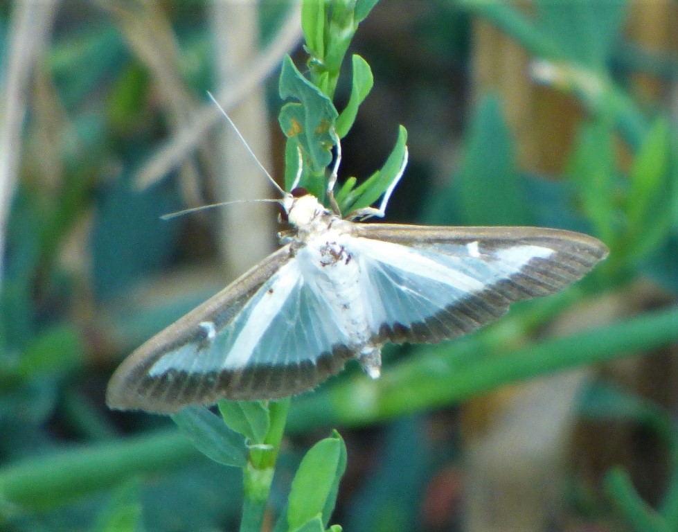 Cydalima perspectalis